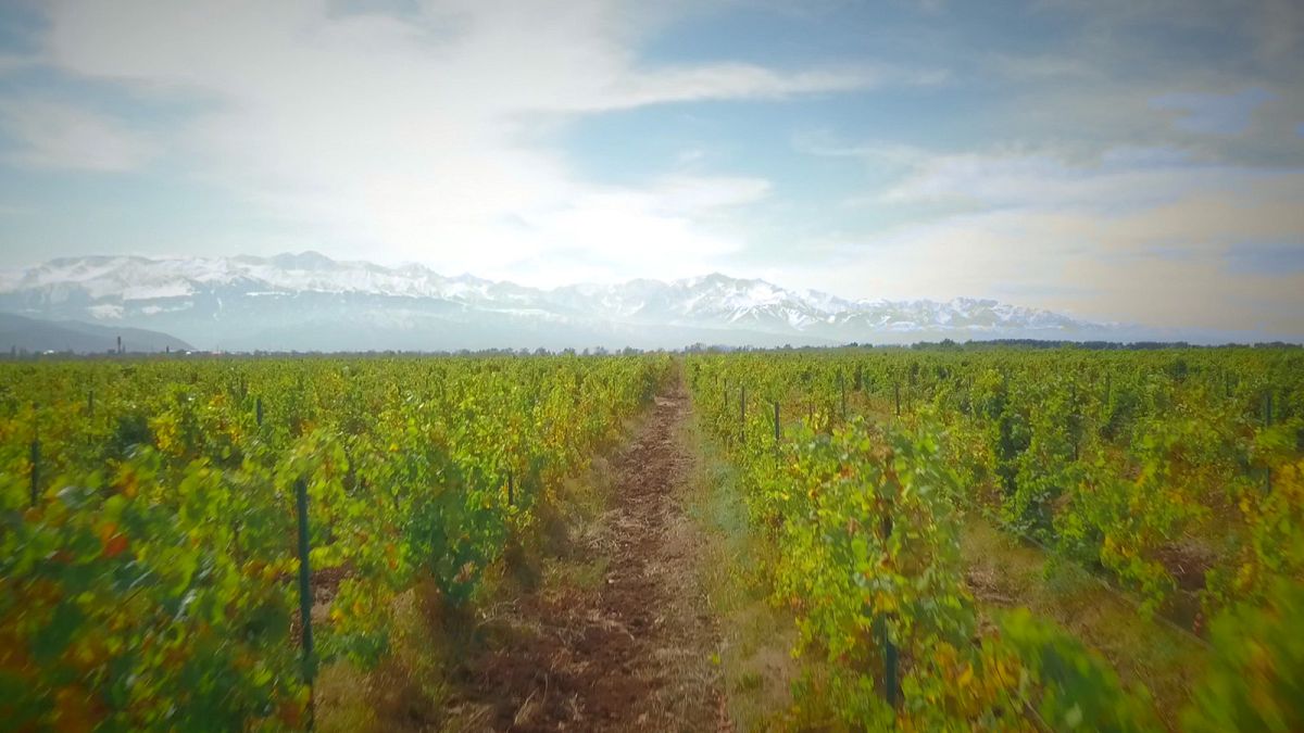 Vinos ecológicos en el valle de Assa en Almaty, Kazajistán