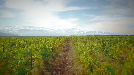 Wine-making at the foot of snow-covered Kazakh mountains