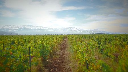 Wine-making at the foot of snow-covered Kazakh mountains