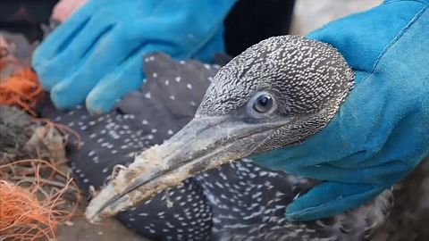 Saving the birds ensnared on 'plastic island'