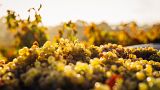 Lebanon’s wine industry is ripe with history