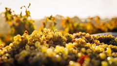 Lebanon’s wine industry is ripe with history