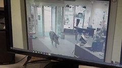 Wildschwein-Randale im holsteinischen Heide - 4 Verletzte