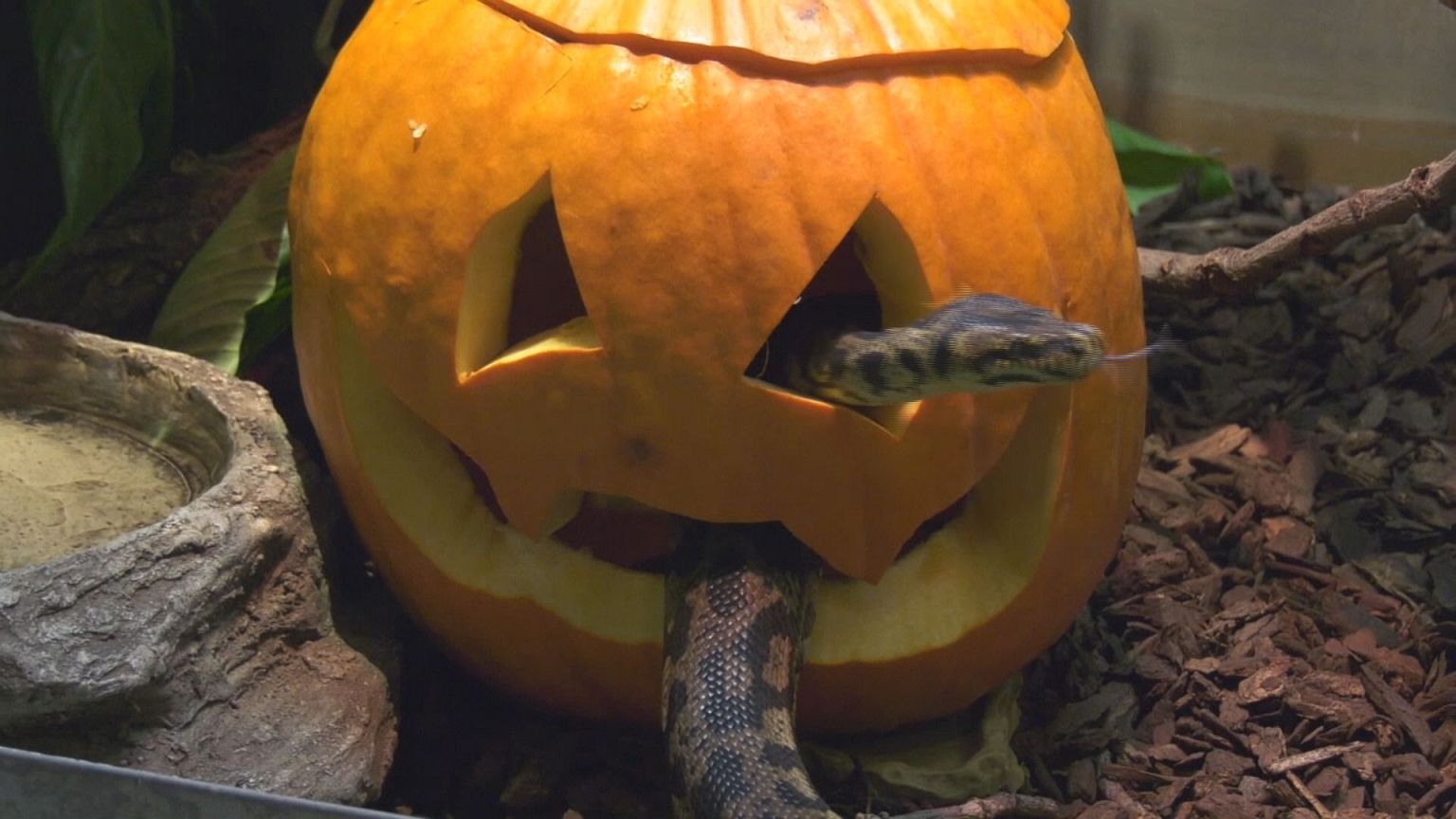 Halloween tökök egy chicagói állatkertben