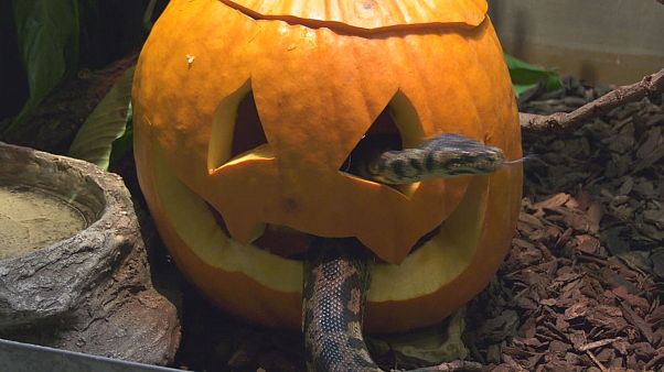 Halloween tökök egy chicagói állatkertben Halloween tökök egy chicagói állatkertben
