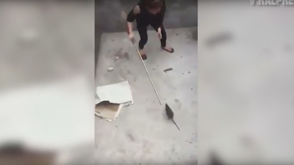 بالفيديو: مواجهة بين فتاة وفأر ضخم في حفرة.. فلمن ستكون الغلبة؟