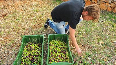 Magyar bronzérem az olívabogyószedő vb-n