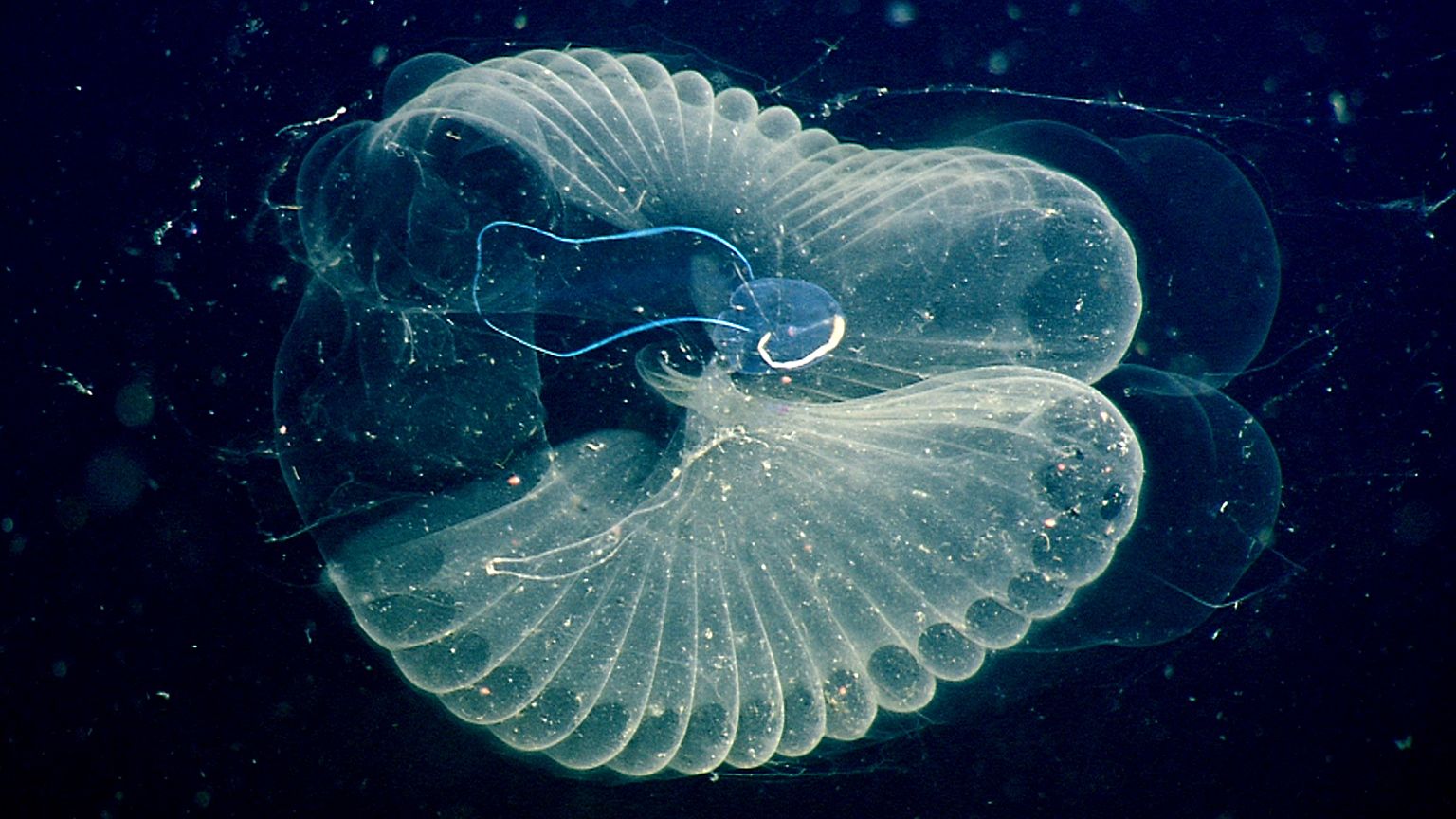 Image: Larvacean