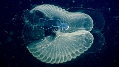 Image: Larvacean