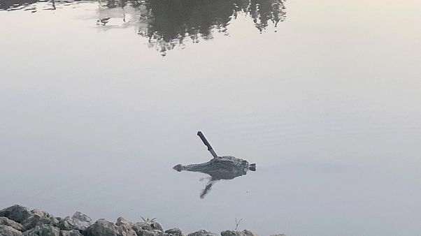 A gator was spotted in Sugar Land lake in Texas with a knife jammed into it A gator was spotted in Sugar Land lake in Texas with a knife jammed into it