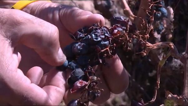 Produção mundial de vinho deve recuar para valor histórico em 2017 Produção mundial de vinho deve recuar para valor histórico em 2017