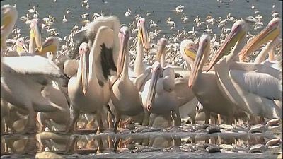 İsrail'de pelikanlara 6 ton balık