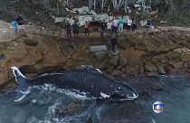 К пляжу в Рио прибило тело кита