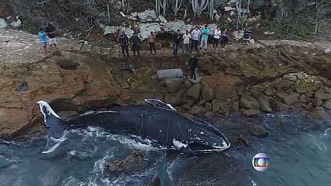 Body of humpback whale found on beach in Rio
