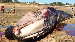 France : une baleine de 20 mètres retrouvée morte sur l'île de Ré