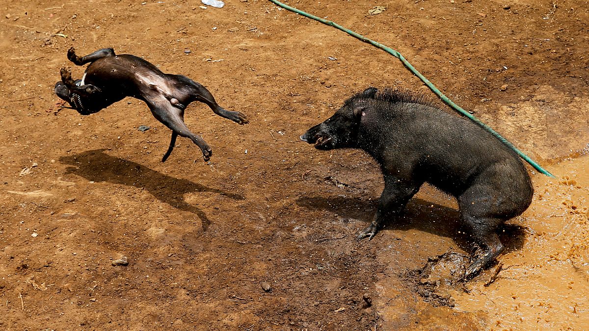 منازلة حتى الموت بين الكلاب والخنازير في أندونيسيا