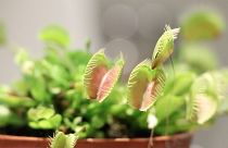Image: Phytoactuators, Cyborg Botany: Augmented Plants as Sensors; Plant ac