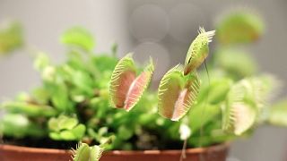 Image: Phytoactuators, Cyborg Botany: Augmented Plants as Sensors; Plant ac