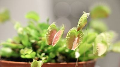 Phytoactuators, another cyborg botany project, use electrodes to control a Venus flytrap.