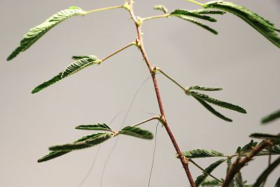 A plant is hooked up to electrodes as part of a cyborg botany project.