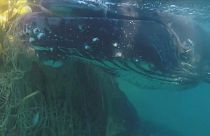 В Австралии спасли горбатых китов