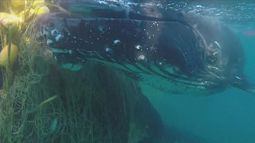 Balıkçı ağlarına takılan anne ve yavru balina kurtarıldı