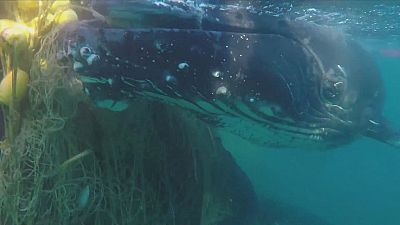 В Австралии спасли горбатых китов