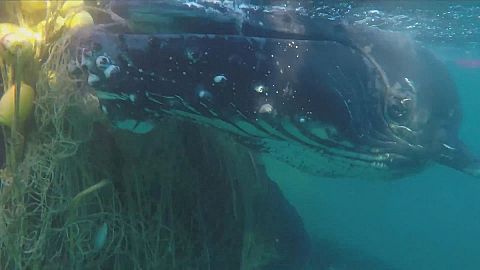Watch: rescue of mother and baby whale