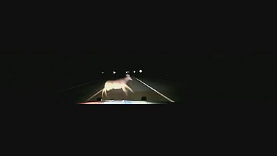 Minesota: ciervos en la carretera