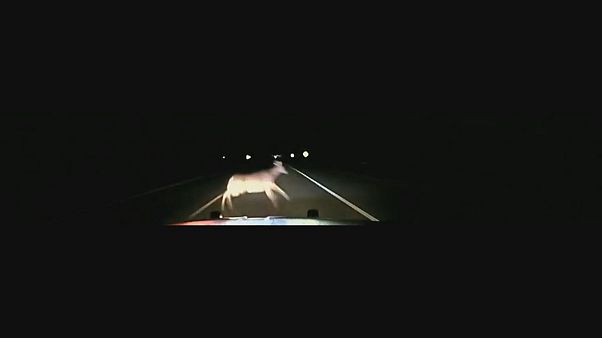 'Don't swerve to avoid deer', sheriff's office warns 'Don't swerve to avoid deer', sheriff's office warns