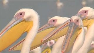 Tálcán kapják a halat a pelikánok