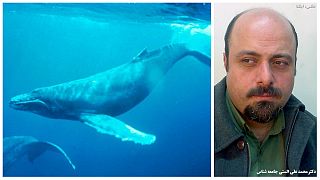 «چالش نهنگ آبی بخش کوچکی از یک پروژه مخفی برای سلطه بر بشر است»