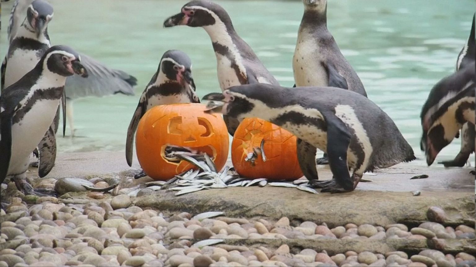Halloween a londoni állatkertben