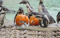 Хэллоуин в зоопарке Лондона