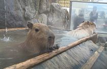 Ιαπωνία: Όταν τα τρωκτικά απολαμβάνουν ένα ζεστό μπάνιο