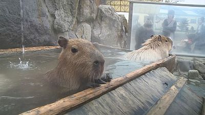 Capybaras enjoy a hot spring bath at a Tokyo zoo