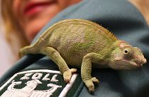 علماء يحذرون من تربية الزواحف كحيوانات أليفة