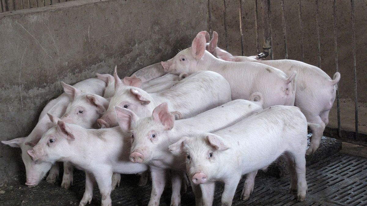 Aufschrei oder Aufklärung? Öffentliche Schlachtung von 2 Schweinen in der Schweiz