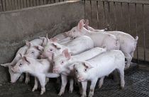 Aufschrei oder Aufklärung? Öffentliche Schlachtung von 2 Schweinen in der Schweiz