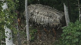 وایاپی؛ قبیله‌ای در اعماق جنگل‌های آمازون، گمشده بین سنت و مدرنیته