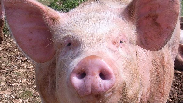 Show-Schlachtung der 130-Kilo-Sau: Alles doch nicht so schlimm? Show-Schlachtung der 130-Kilo-Sau: Alles doch nicht so schlimm?