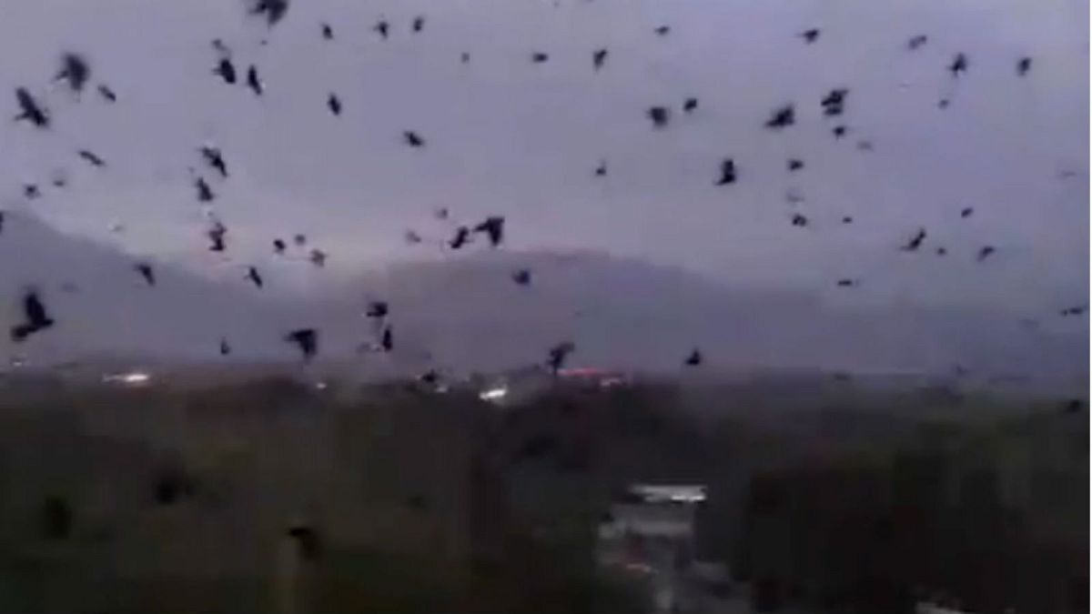 بالفيديو: مشهد مخيف لغربان تغزو سماء تورسونزودا في طاجكستان
