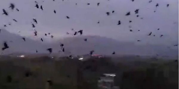 Watch A Murder Of Crows Streaming