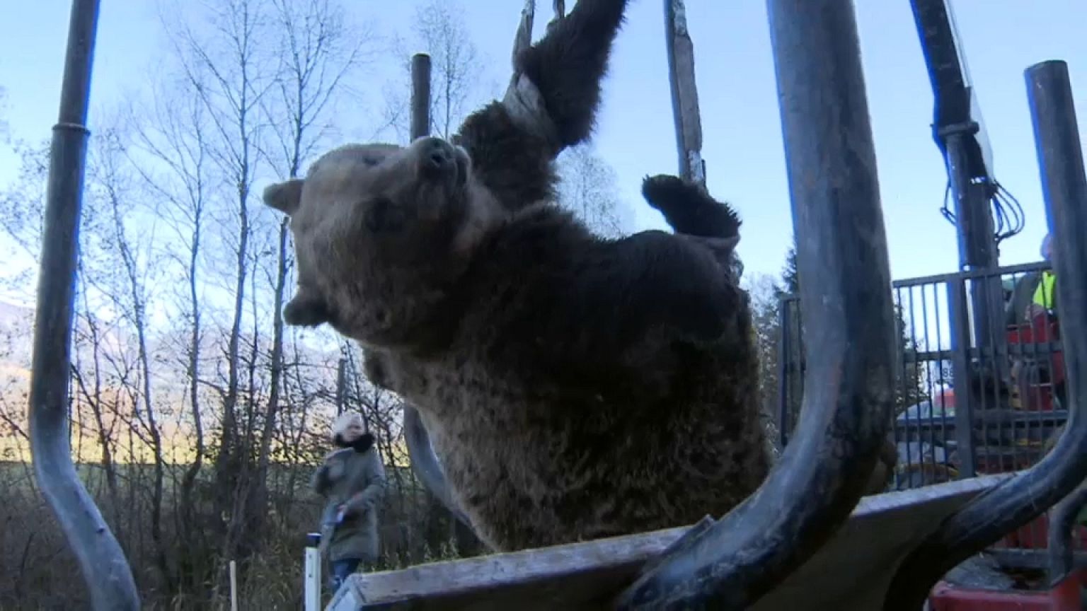 Un ours meurt dans un accident de la route