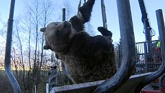 Un ours meurt dans un accident de la route