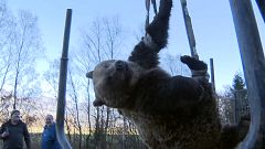 170-Kilo-Bär stirbt nach Kollision mit Auto