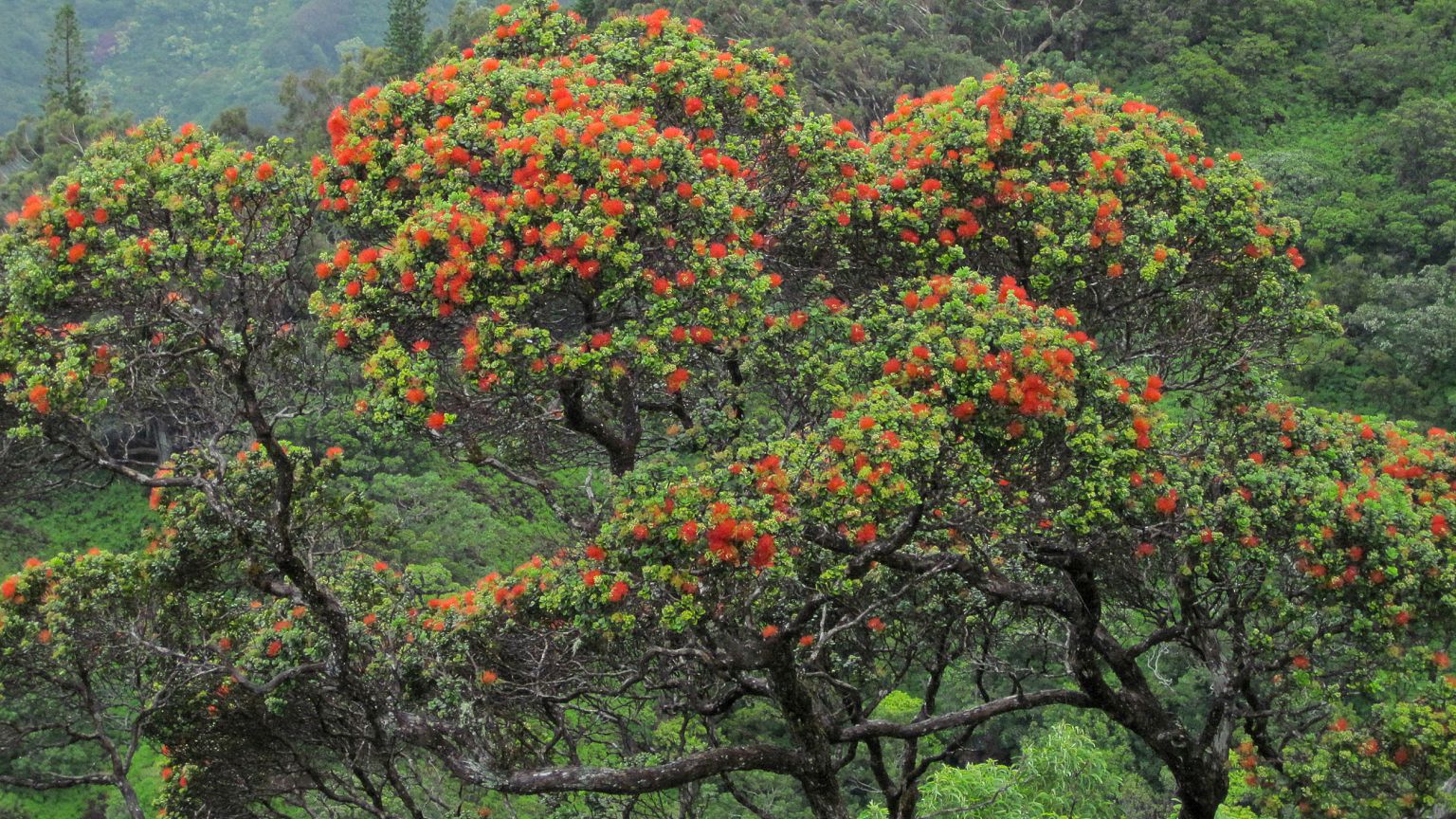 Image; Ohia tree
