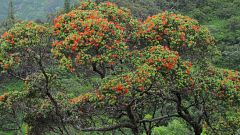 Image; Ohia tree