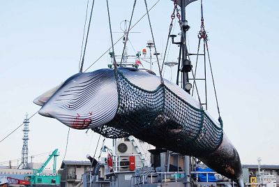 A minke whale is being lifted by a crane at the Kushiro port on the island of Hokkaido in 2017. 