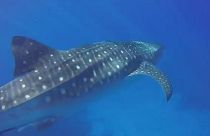 رویارویی نزدیک با کوسه نهنگ عظیم الجثه در جزایر هاوایی